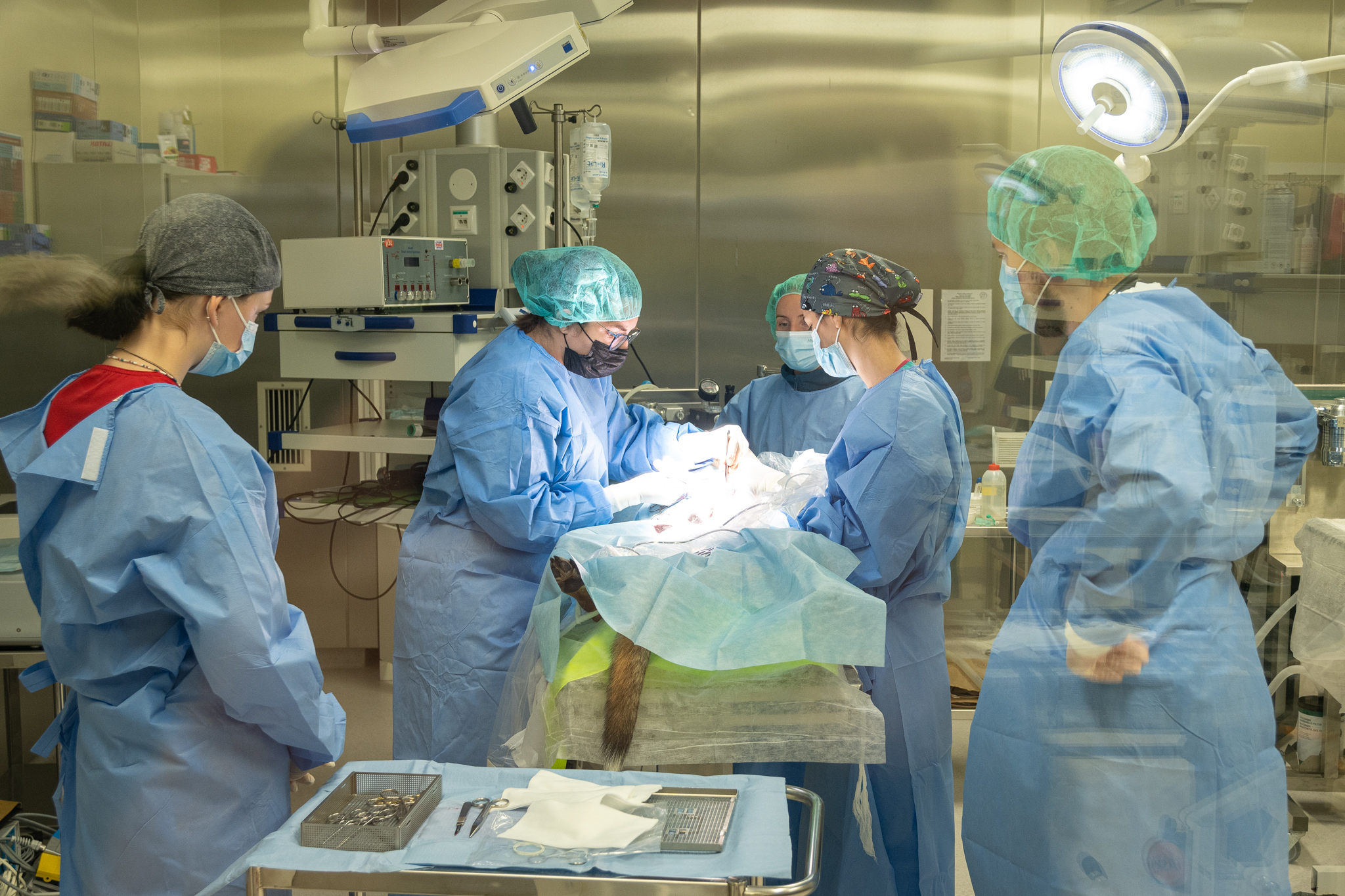 Sofija Šudjajeva un Laura Deņisova operē kuņģa dilatāciju un sagriešanos ar sekundāru liesas torsiju sunim, piedalās studenti 