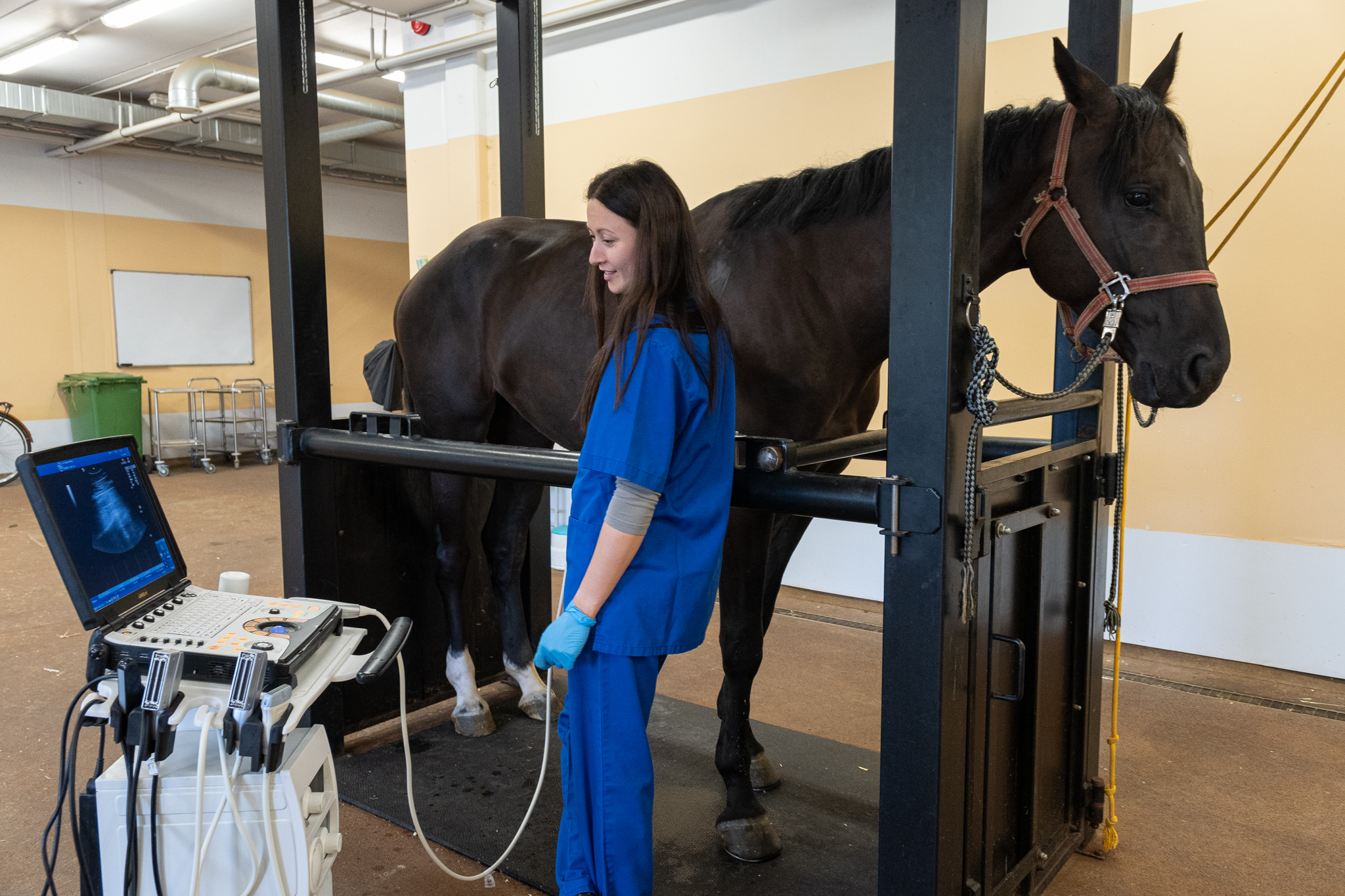 Veterinārārste Jana Vanaga veic plaušu ultrasonogrāfijas izmeklējumu zirgam